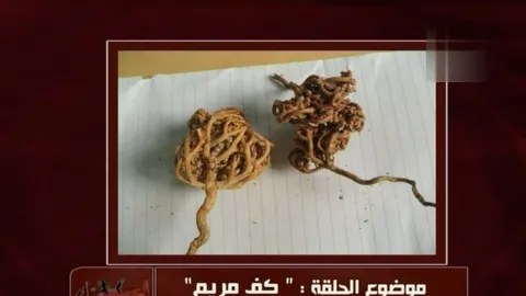 فوائد عشبة كف مريم وطريقة استخدامها
