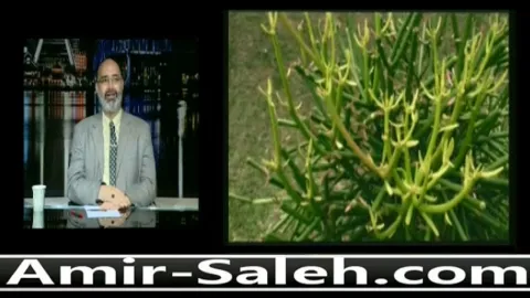 علاج الزوائد الجلدية بإستخدام صبار القلم الرصاص أو صبار الشمعدان
